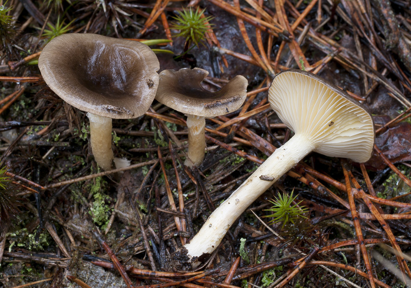 Hygrophorus hypothejus